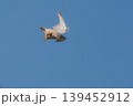 繁殖地にやって来たチョウゲンボウの雄 139452912