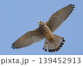 繁殖地にやって来たチョウゲンボウの雌 139452913