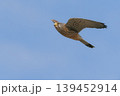 繁殖地にやって来たチョウゲンボウの雄 139452914