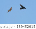 ハシボソガラスを追い払うチョウゲンボウの雌 139452915