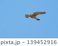 繁殖地にやって来たチョウゲンボウの雄 139452916