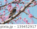 桃の花が咲く畑で出会ったツグミ 139452917