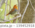 渡りの中継地で出会ったコマドリの雄 139452918