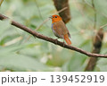 渡りの中継地で出会ったコマドリの雄 139452919