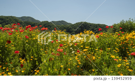 poppy 139452959