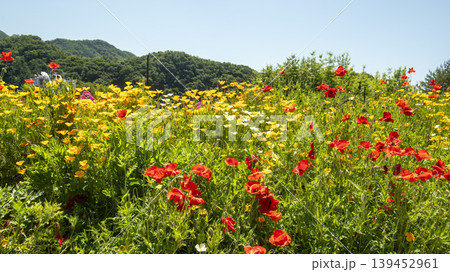 poppy 139452961