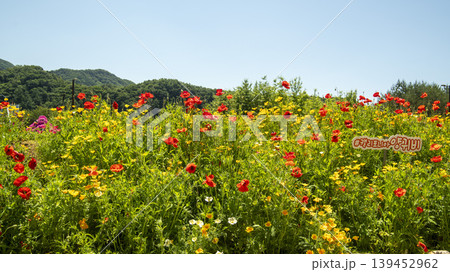 poppy poppy 139452962
