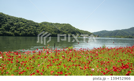 poppy poppy 139452966