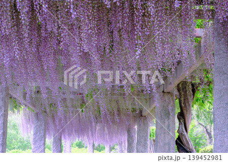 藤の花が満開 139452981
