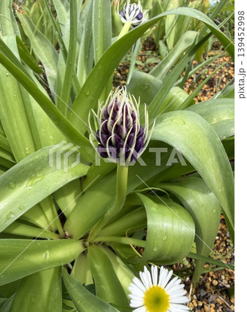 ピンク色の花を咲かせた植物 ピンク色の花を咲かせた植物 139452998