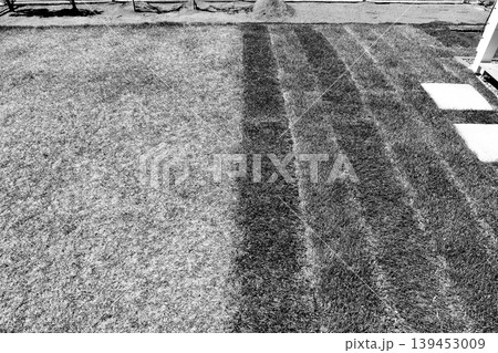 左側に古い芝生 右側に新しい芝生を張り目土を撒いた庭「ケンタッキーブルーグラス」白黒 139453009