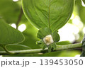 もうすぐ咲く柿の花の蕾 139453050