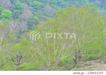 赤城白樺牧場　新緑の眺め　春の風景　　　 139453107