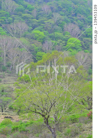 赤城白樺牧場　新緑の眺め　春の風景　　　 139453109