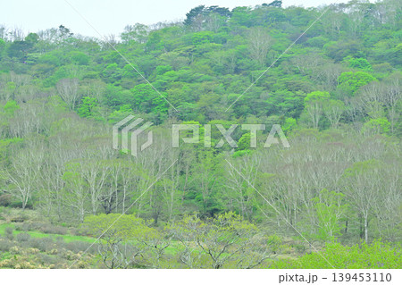 赤城白樺牧場 新緑の眺め 春の風景 赤城白樺牧場 新緑の眺め 春の風景 139453110