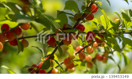 cherry cherry 139453149