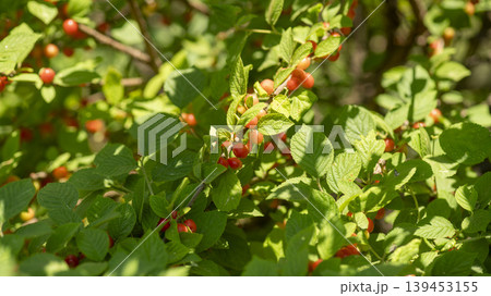 cherry cherry 139453155