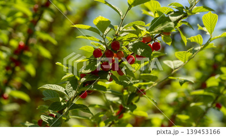 cherry cherry 139453166