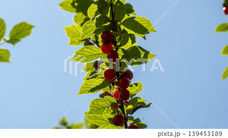 cherry cherry 139453189