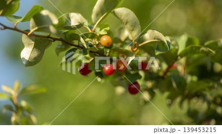 cherry cherry 139453215
