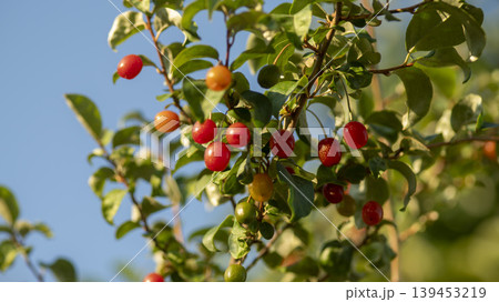 cherry cherry 139453219