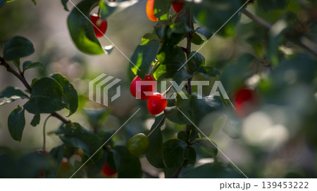 cherry cherry 139453222
