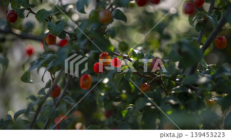 cherry cherry 139453223