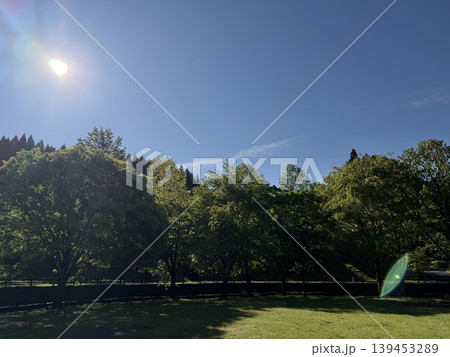 太陽に照らされる木々 太陽に照らされる木々 139453289