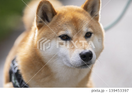 柴犬（5歳の男の子） 139453397