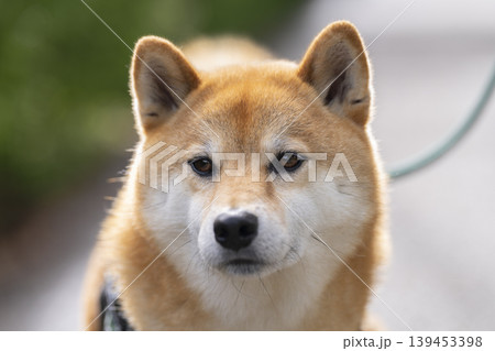 柴犬(5歳の男の子) 柴犬(5歳の男の子) 139453398