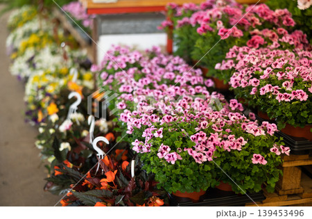 Blooming Geranium plants in in greenhouse in springtime Blooming Geranium plants in in greenhouse in springtime 139453496