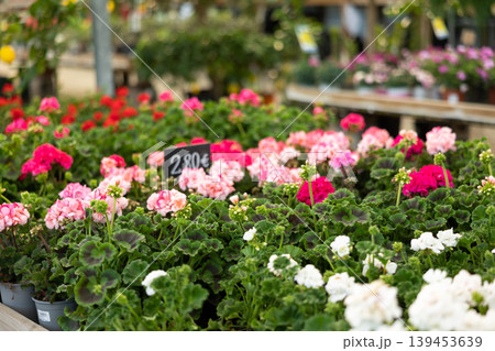 Blooming Geranium plants in in greenhouse in springtime Blooming Geranium plants in in greenhouse in springtime 139453639