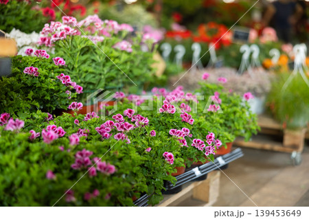 Stocks of plants in large greenhouse, and wholesale warehouse sells flowering geranium plants. 139453649