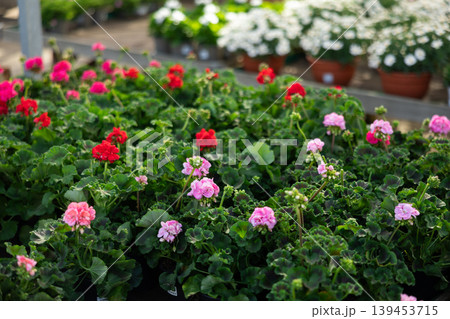 Geranium flowers in pots displayed for sale at flower shop Geranium flowers in pots displayed for sale at flower shop 139453715