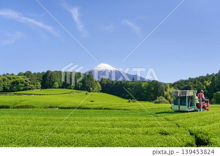 静岡県富士宮市 杉田の茶畑 静岡県富士宮市 杉田の茶畑 139453824