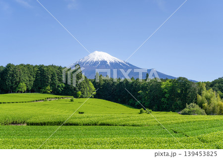 静岡県富士宮市 杉田の茶畑 静岡県富士宮市 杉田の茶畑 139453825