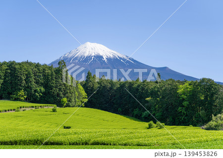 静岡県富士宮市 杉田の茶畑 静岡県富士宮市 杉田の茶畑 139453826