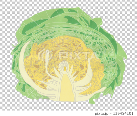 繊細なキャベツのイラスト(透過素材) 繊細なキャベツのイラスト(透過素材) 139454101