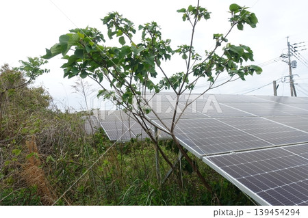 木に覆われ影響を受けた太陽光パネル 木に覆われ影響を受けた太陽光パネル 139454294
