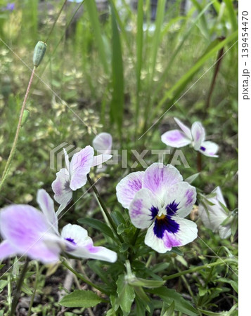 春の野に咲く紫色の花 春の野に咲く紫色の花 139454470