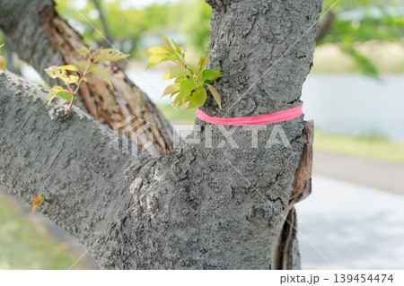 桜の幹に巻かれたテープ 桜の幹に巻かれたテープ 139454474