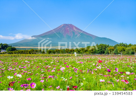 富士山とコスモス　山中湖花の都公園 139454583