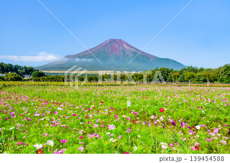 富士山とコスモス　山中湖花の都公園 139454588