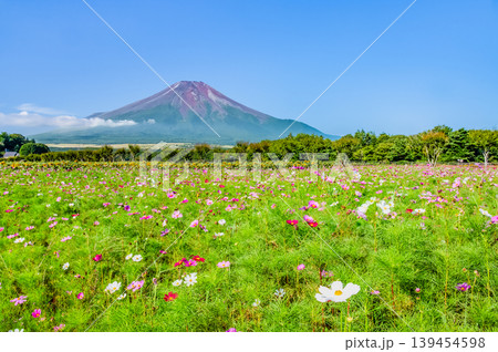 富士山とコスモス 山中湖花の都公園 富士山とコスモス 山中湖花の都公園 139454598