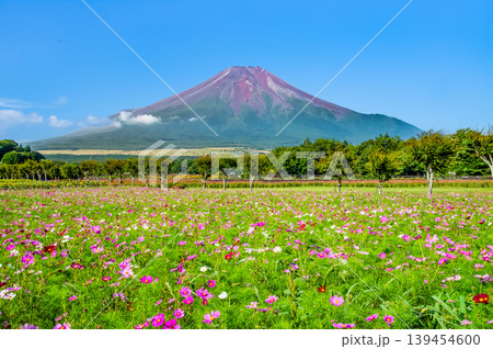 富士山とコスモス　山中湖花の都公園 139454600