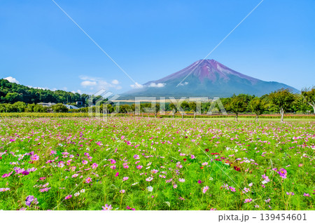 富士山とコスモス 山中湖花の都公園 富士山とコスモス 山中湖花の都公園 139454601