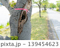 倒木の恐れがある街路樹 139454623