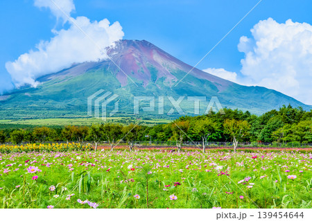富士山とコスモス 山中湖花の都公園 富士山とコスモス 山中湖花の都公園 139454644