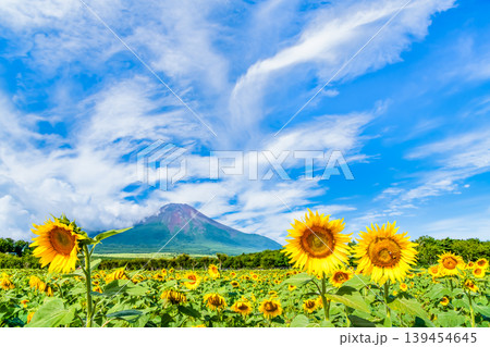 富士山とひまわり 山中湖花の都公園 富士山とひまわり 山中湖花の都公園 139454645
