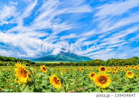 富士山とひまわり 山中湖花の都公園 富士山とひまわり 山中湖花の都公園 139454647